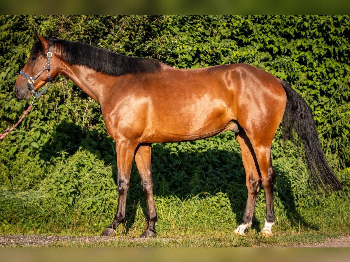 Einsiedler Castrone 5 Anni 173 cm Baio scuro in Niederhasli