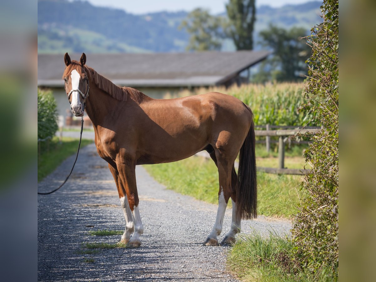 Einsiedler Castrone 8 Anni Sauro in Oberriet SG