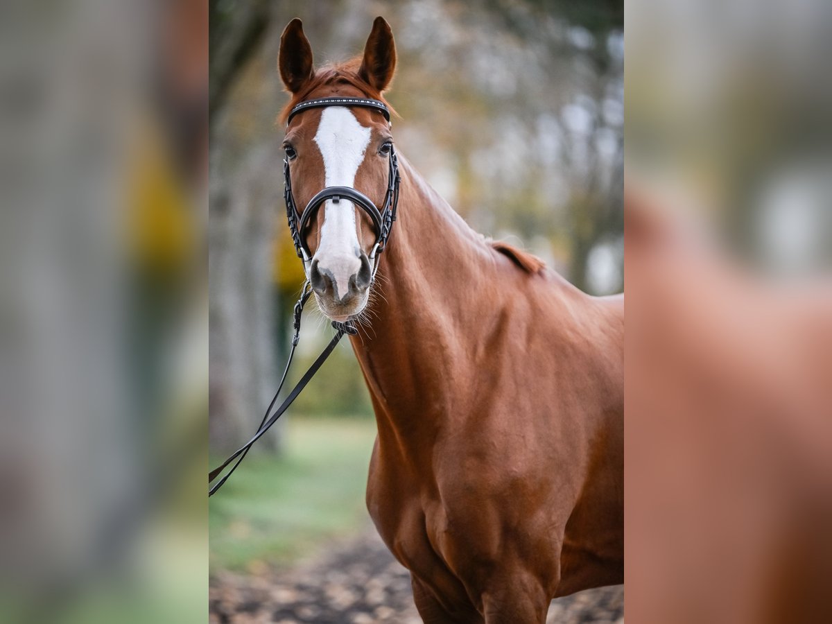 Einsiedler Giumenta 11 Anni 166 cm Sauro in Dielsdorf