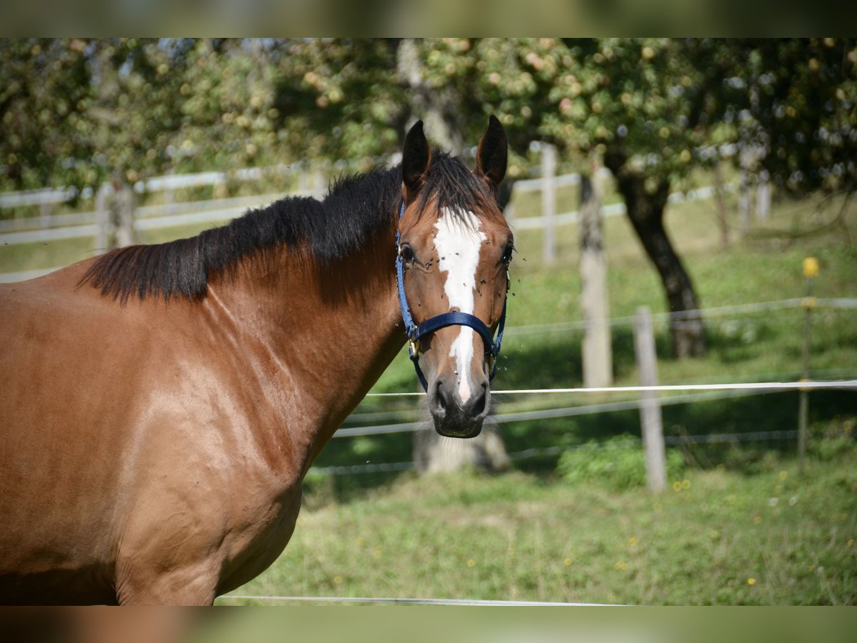 Einsiedler Giumenta 2 Anni Baio in Herzwil