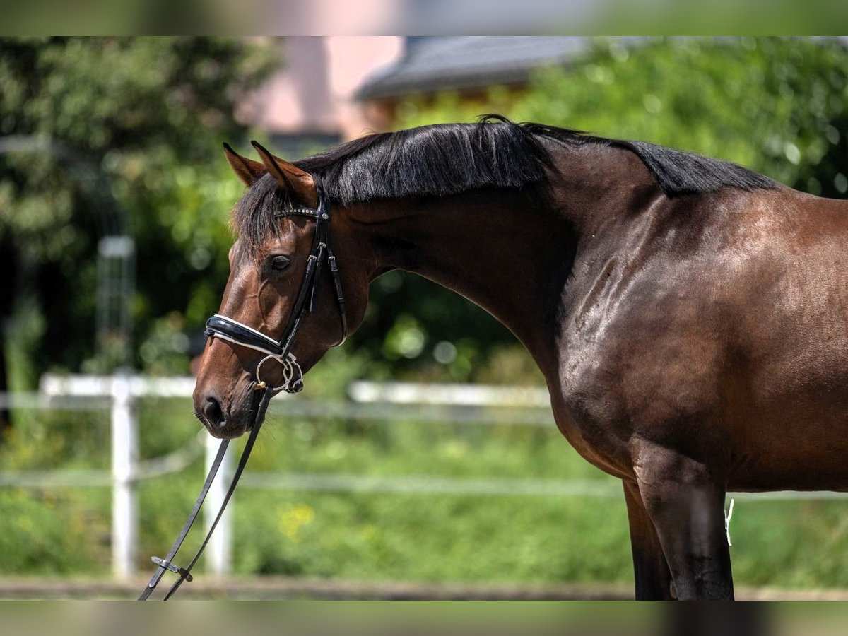 Einsiedler Mix Giumenta 5 Anni 161 cm Baio scuro in Turtmann