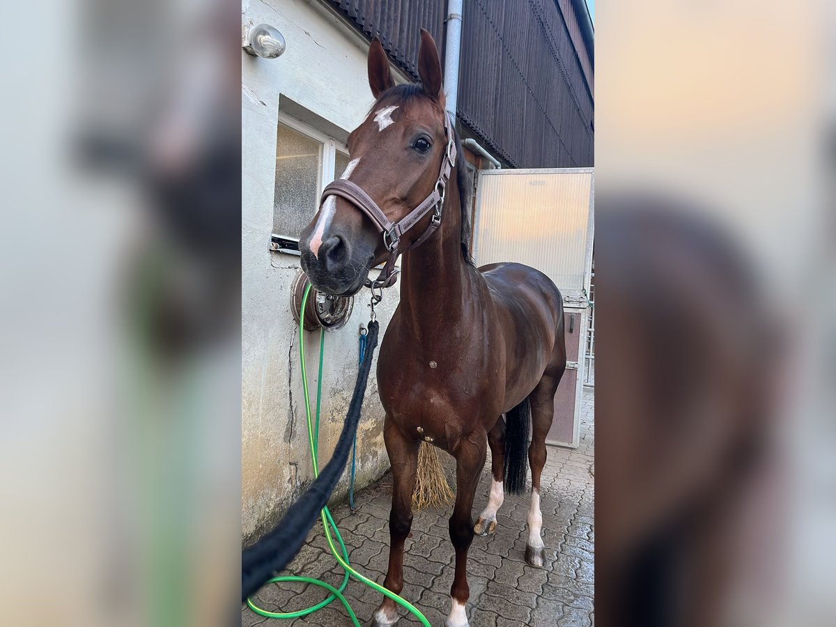 Einsiedler Giumenta 8 Anni 162 cm Sauro scuro in Schaffhausen