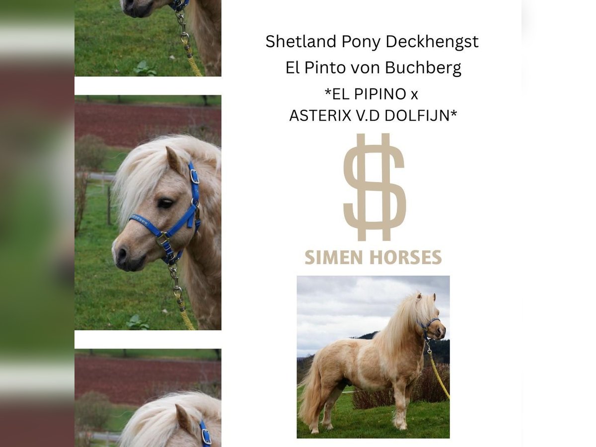 EL PINTO VON BUCHBERG Shetland Ponies Stallion Pinto in Steinen