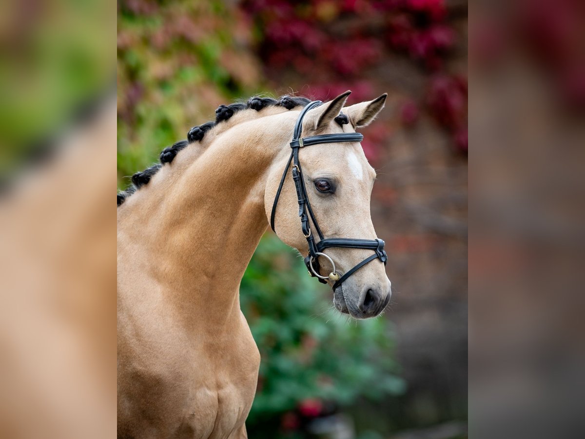 El poni de silla polaco Caballo castrado 10 años 145 cm Red Dun/Cervuno in Bagieniec