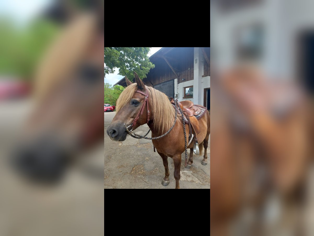 El poni de silla polaco Caballo castrado 12 años 140 cm Castaño in Stockach