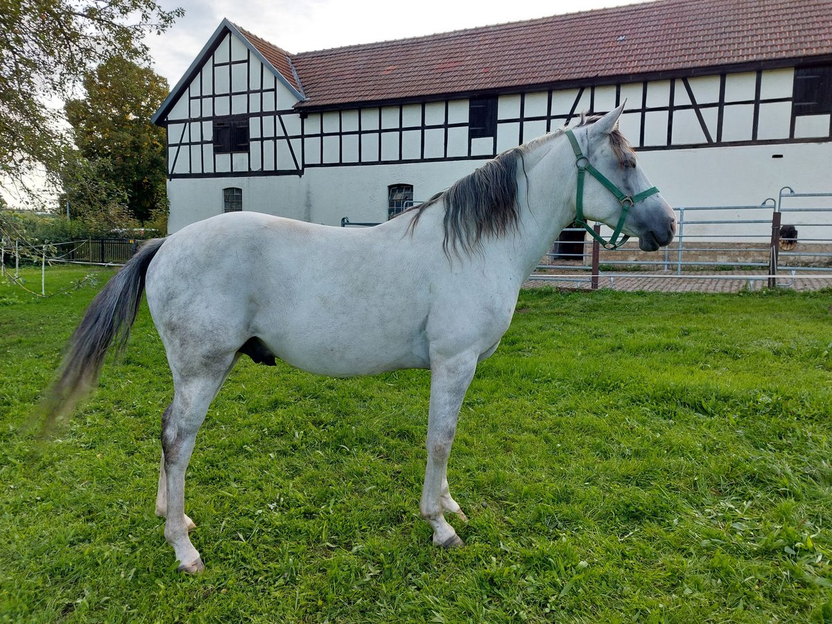 El poni de silla polaco Mestizo Caballo castrado 12 años Tordo in Weimar