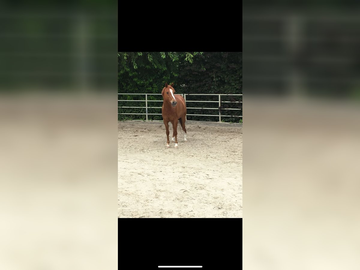 El poni de silla polaco Caballo castrado 14 años 147 cm Alazán in Haltern am See