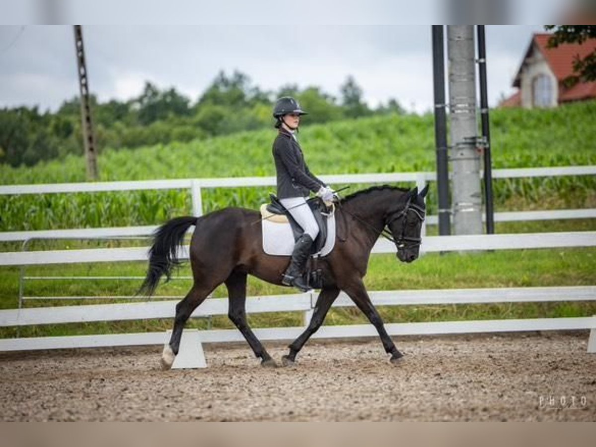 El poni de silla polaco Caballo castrado 15 años 144 cm Morcillo in INOWROCŁAW