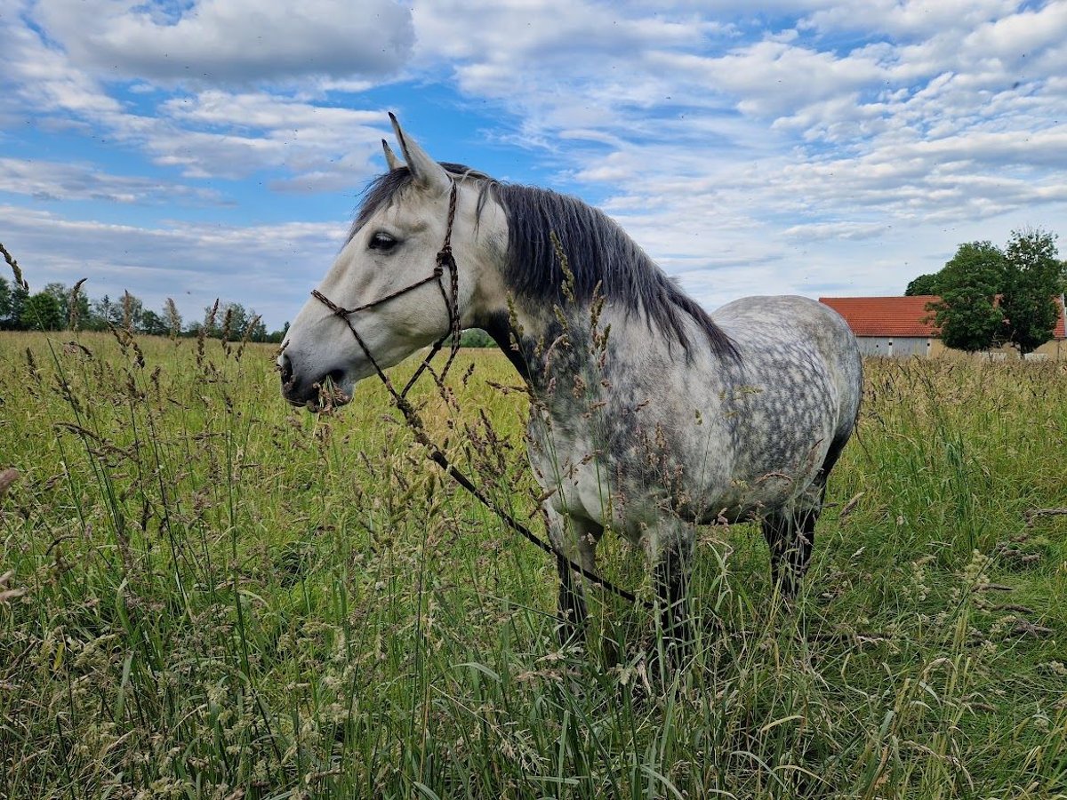 El poni de silla polaco Caballo castrado 15 años 150 cm Tordo rodado in K&#xF6;nigsbrunn