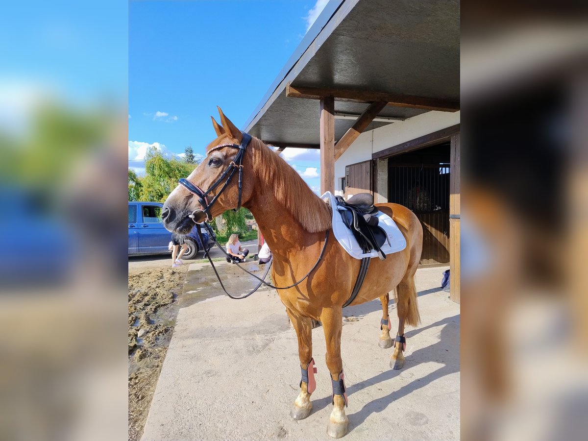 El poni de silla polaco Mestizo Caballo castrado 18 años 150 cm Alazán in Góra