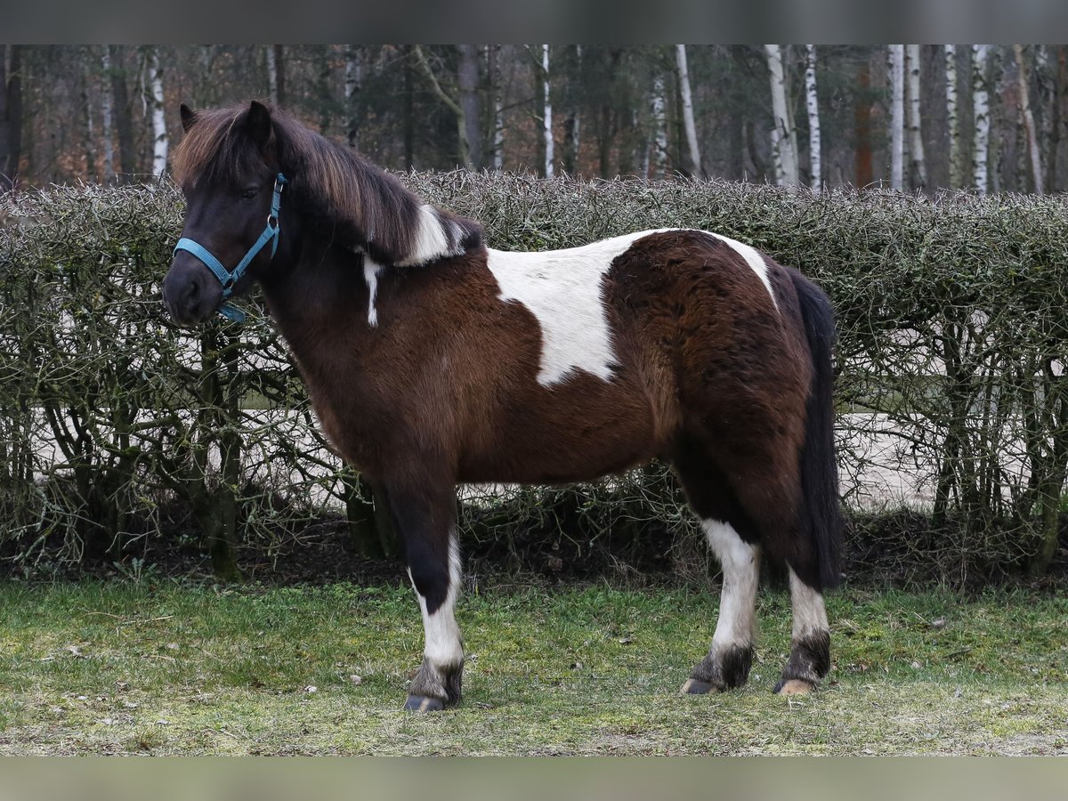 El poni de silla polaco Mestizo Caballo castrado 6 años 115 cm Pío in Golędzinów