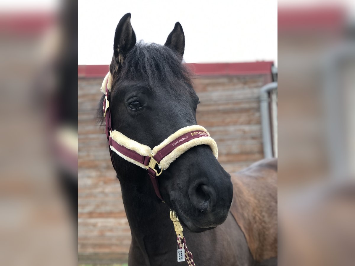 El poni de silla polaco Caballo castrado 6 años 150 cm Negro in Schwaigern