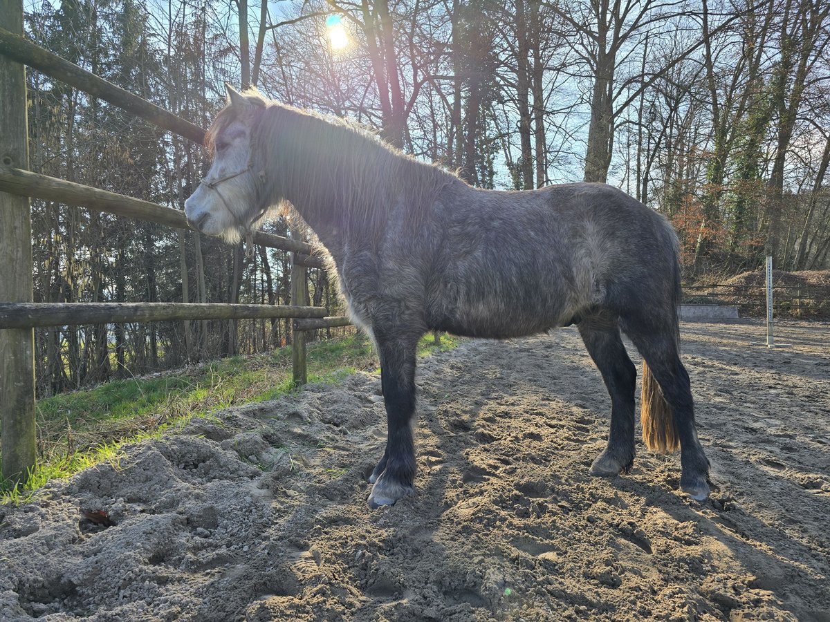 El poni de silla polaco Caballo castrado 8 años 130 cm Tordillo negro in Veltheim AG