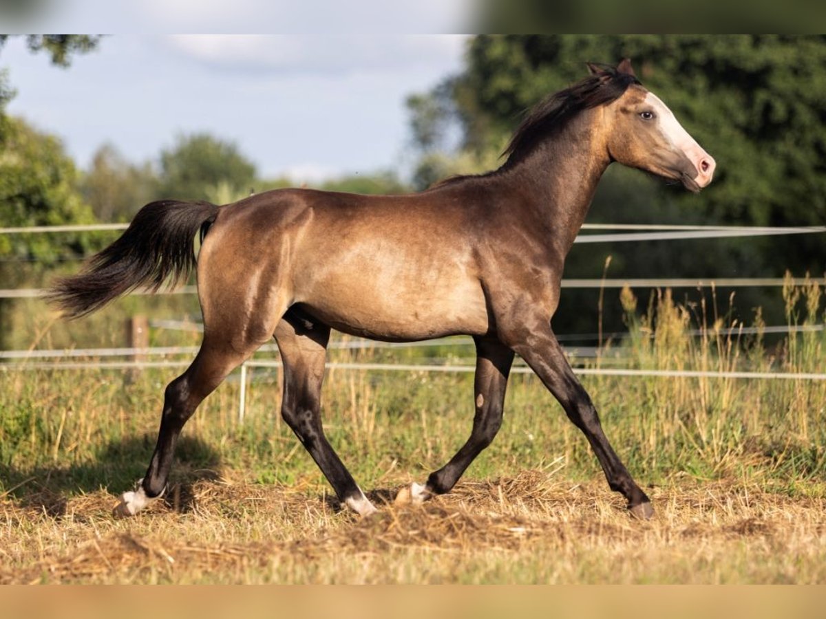 El poni de silla polaco Semental 1 año 140 cm Buckskin/Bayo in Gniezno