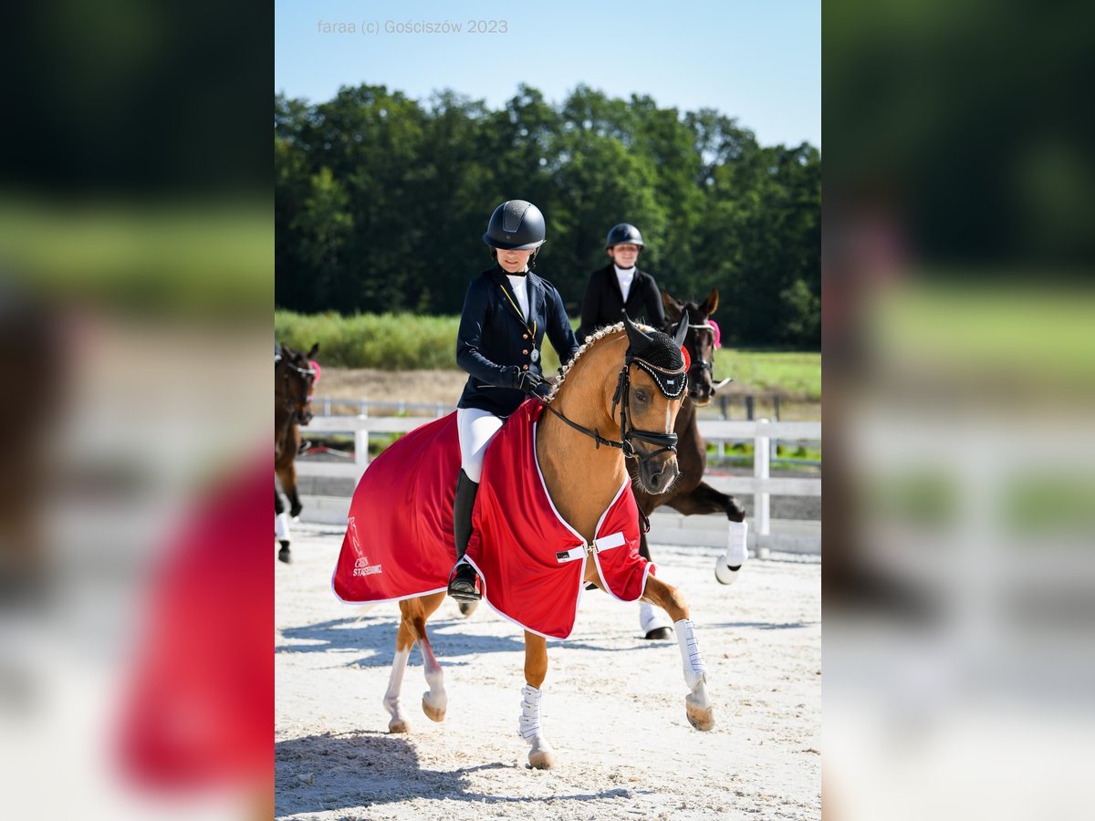 El poni de silla polaco Semental 5 años 147 cm Palomino in Legnica