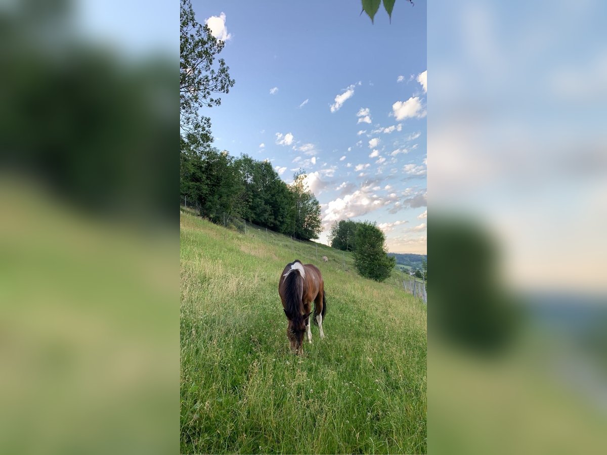 El poni de silla polaco Mestizo Yegua 10 años 135 cm Pío in Rüthi