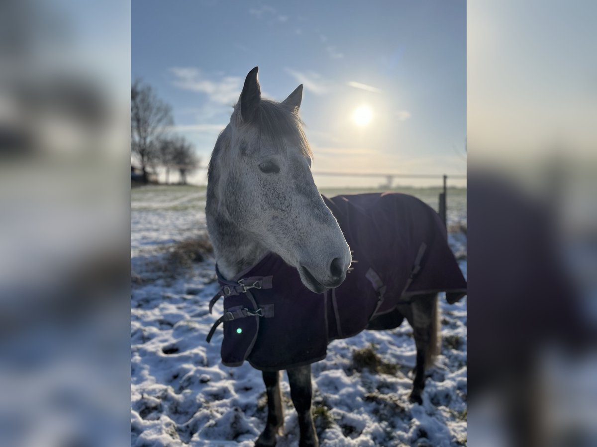 El poni de silla polaco Yegua 10 años 151 cm Tordo rodado in Lippstadt