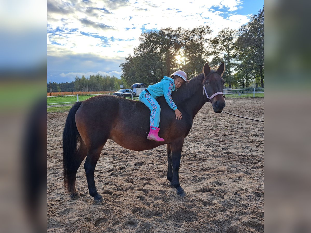 El poni de silla polaco Mestizo Yegua 12 años 151 cm Castaño in Forst