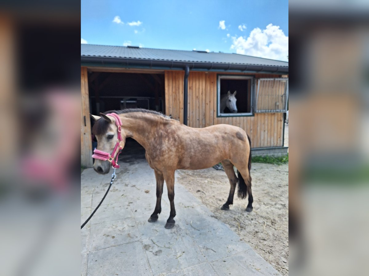 El poni de silla polaco Yegua 13 años 123 cm in Klecza Dolna