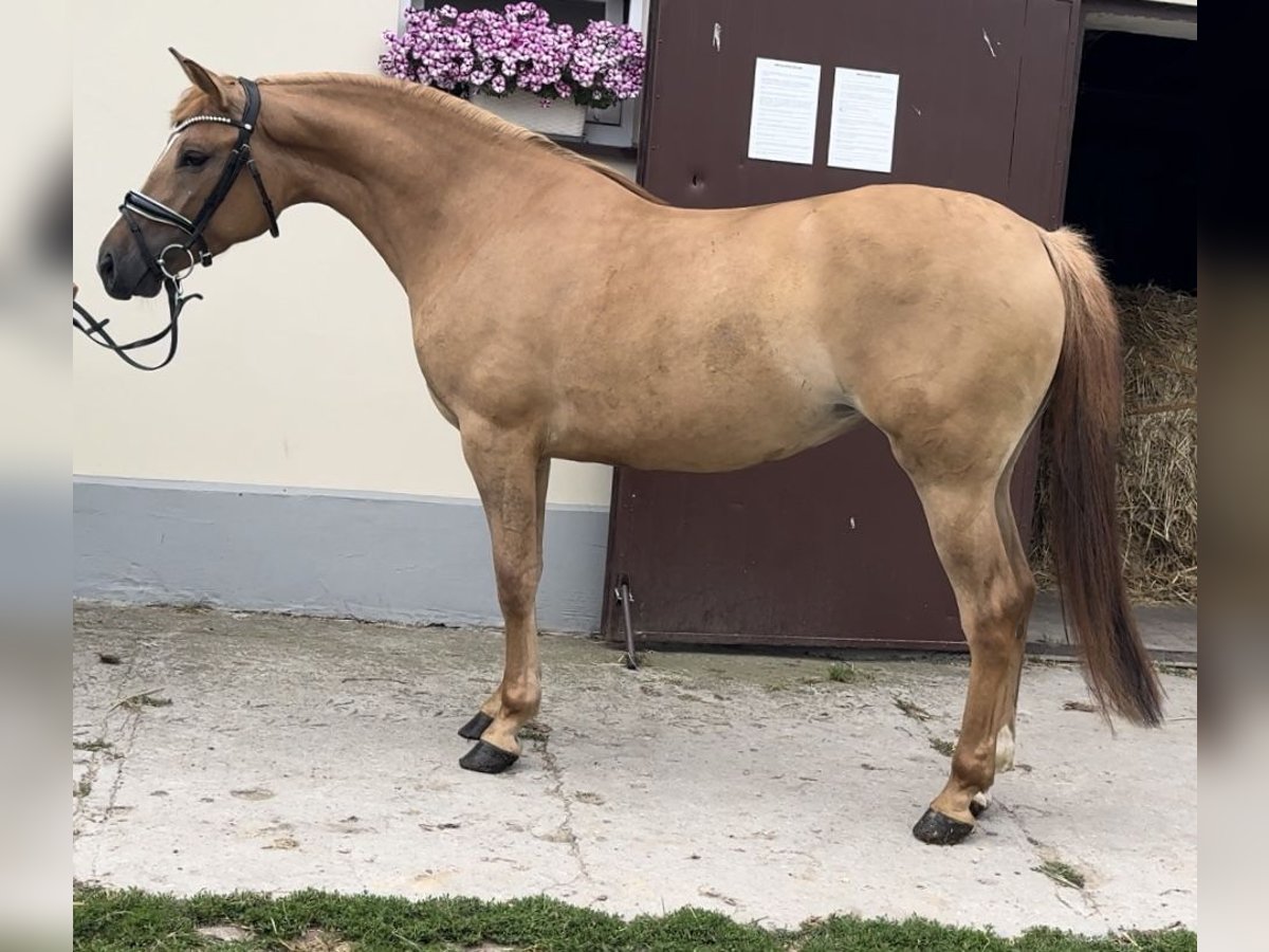 El poni de silla polaco Yegua 3 años 143 cm Alazán in Strzałkowo