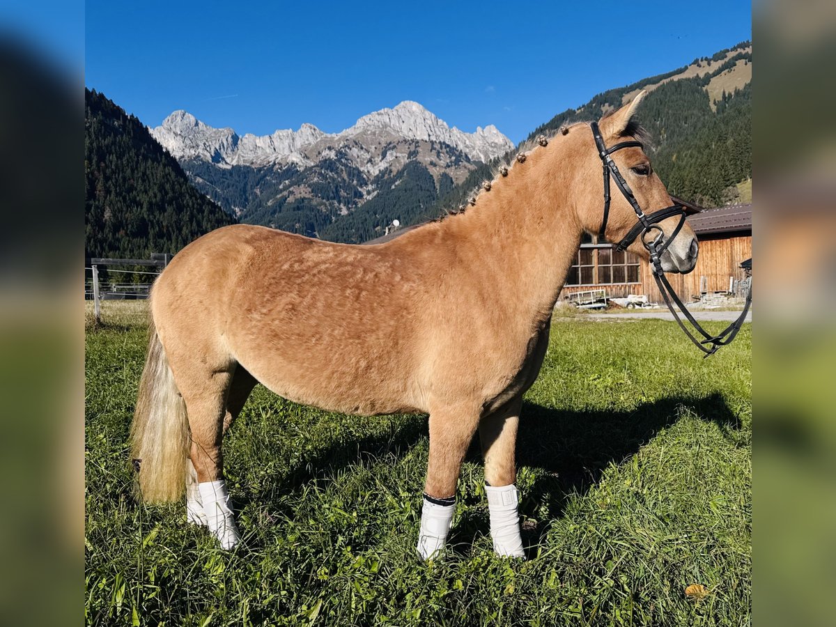 El poni de silla polaco Mestizo Yegua 4 años 135 cm Bayo in Nesselw&#xE4;ngle