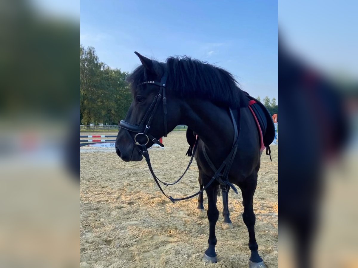 El poni de silla polaco Yegua 8 años 145 cm Negro in Lippstadt