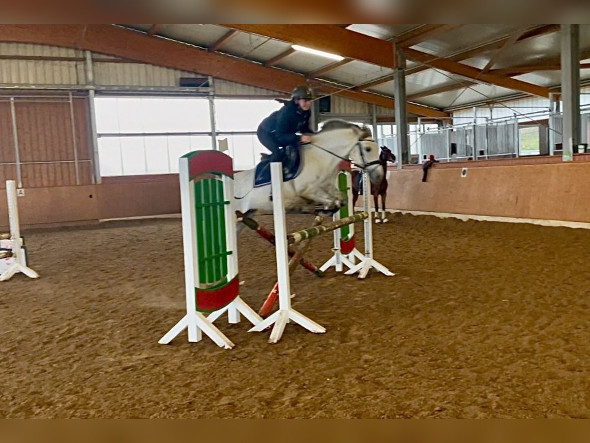 El poni de silla polaco Mestizo Yegua 9 años 143 cm Tordo in BochumBochum