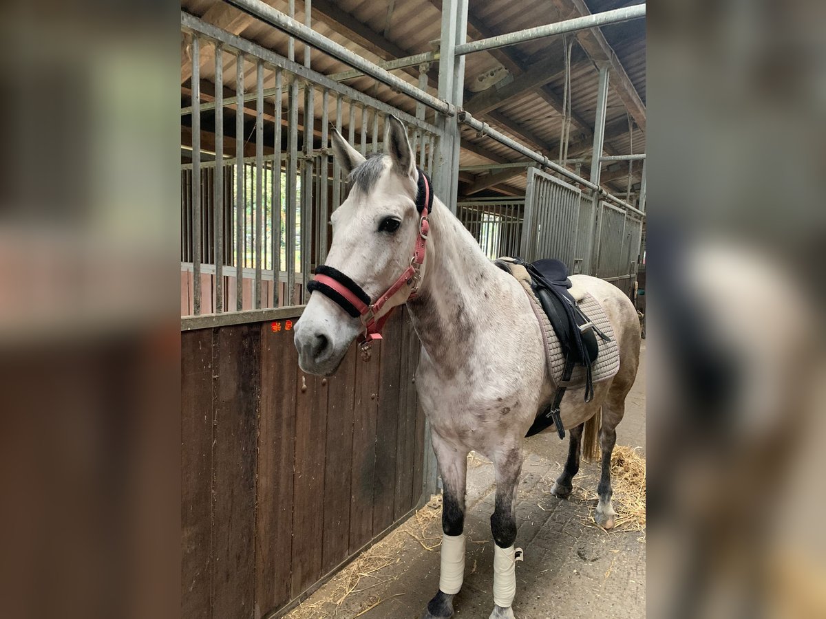 El poni de silla polaco Yegua 9 años 148 cm Tordo in Arnsberg