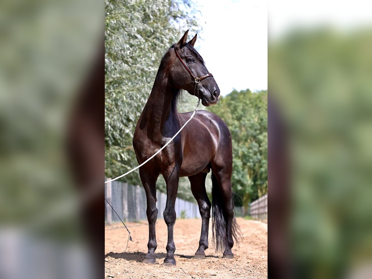 Elite Del Jarama PRE Stallion Black in Ieper