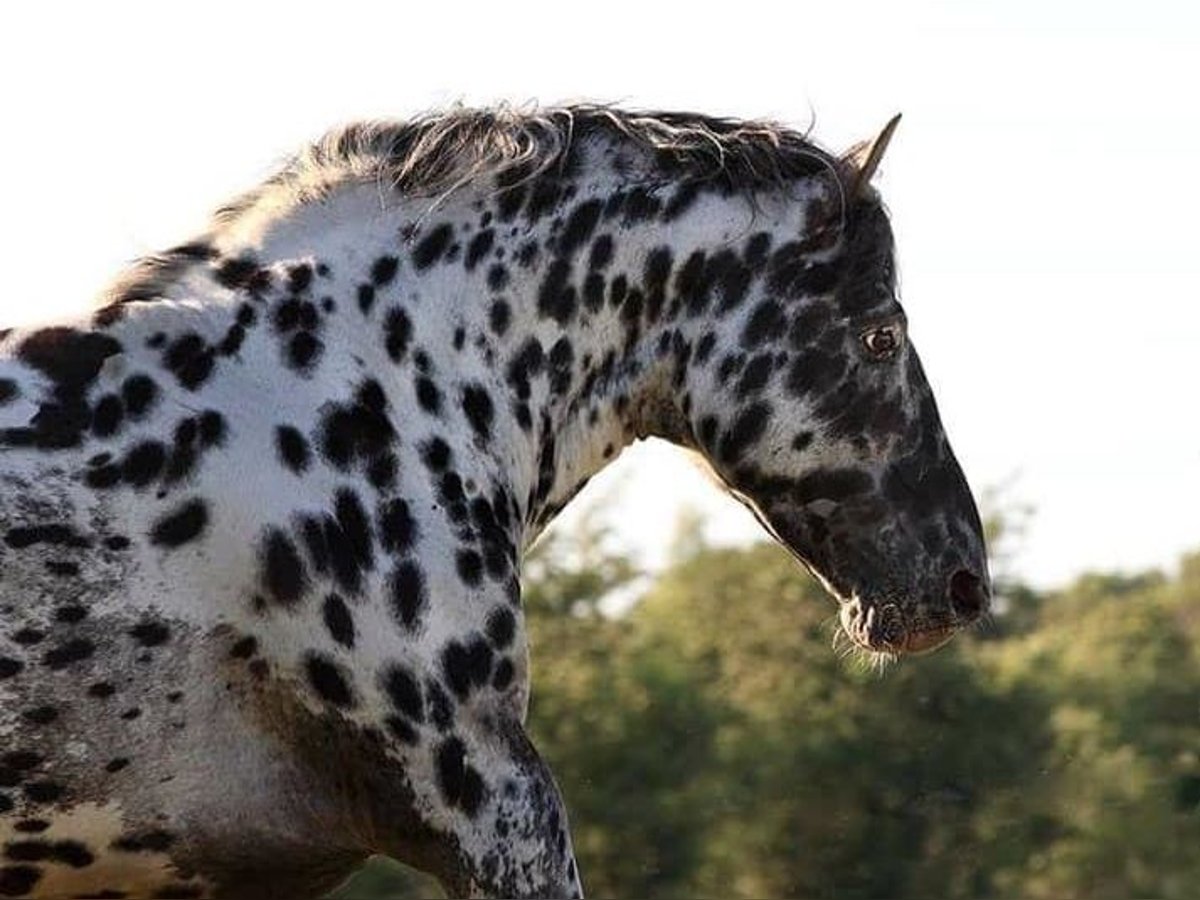 Elite Hengst THORGAL VON EIDERSTEDT Knabstrup Stallion Leopard-Piebald in Oeversee