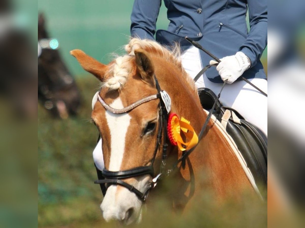 Engagierte Reiterin sucht Reitbeteiligung an einem Pferd