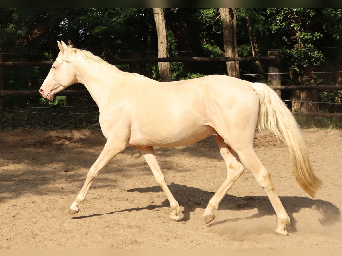 Engels volbloed Hengst 10 Jaar 157 cm Cremello in Beaumont pied-de-boeuf