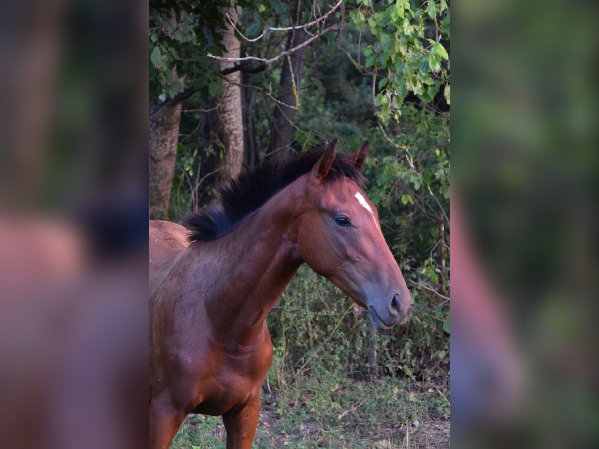 Engels volbloed Hengst 1 Jaar 158 cm Roodbruin in Vác