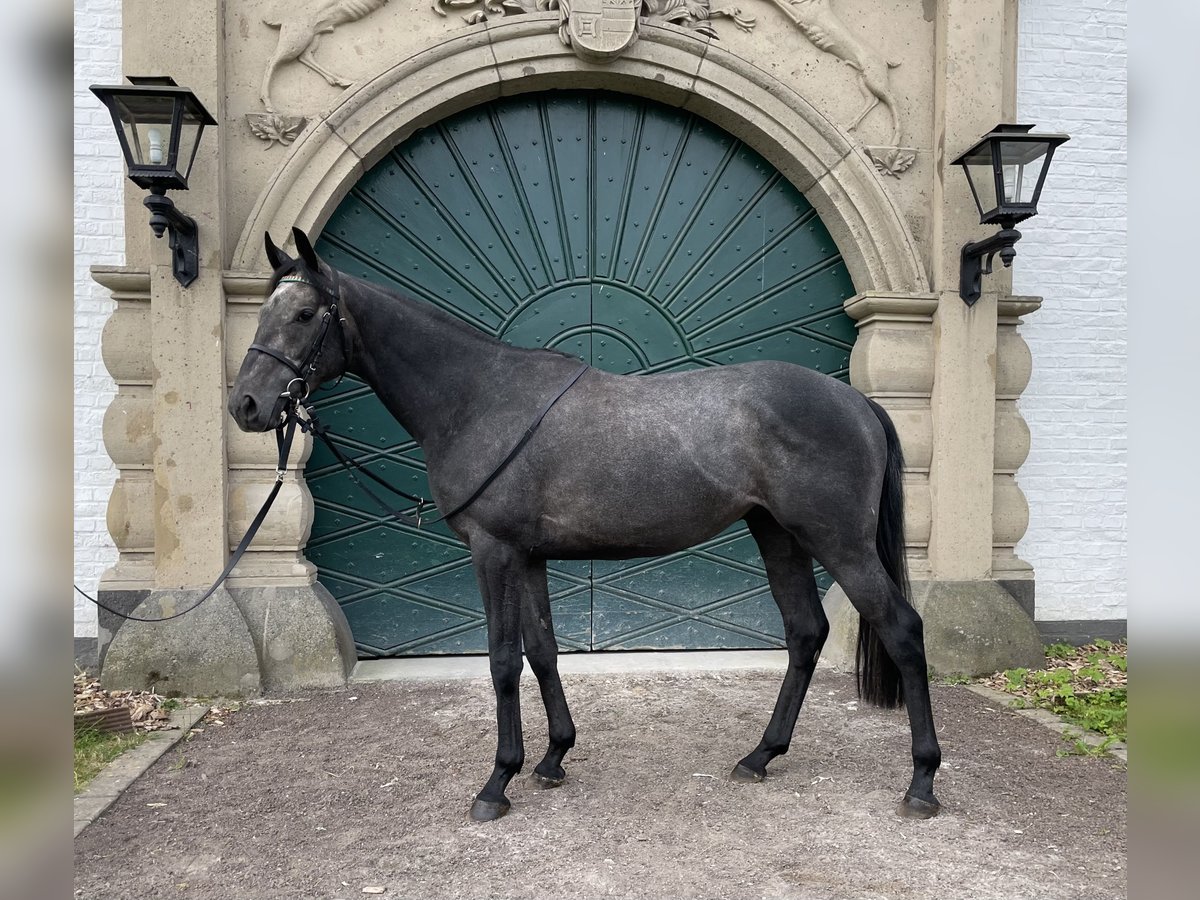Engels volbloed Hengst 3 Jaar 158 cm Zwartschimmel in Köln
