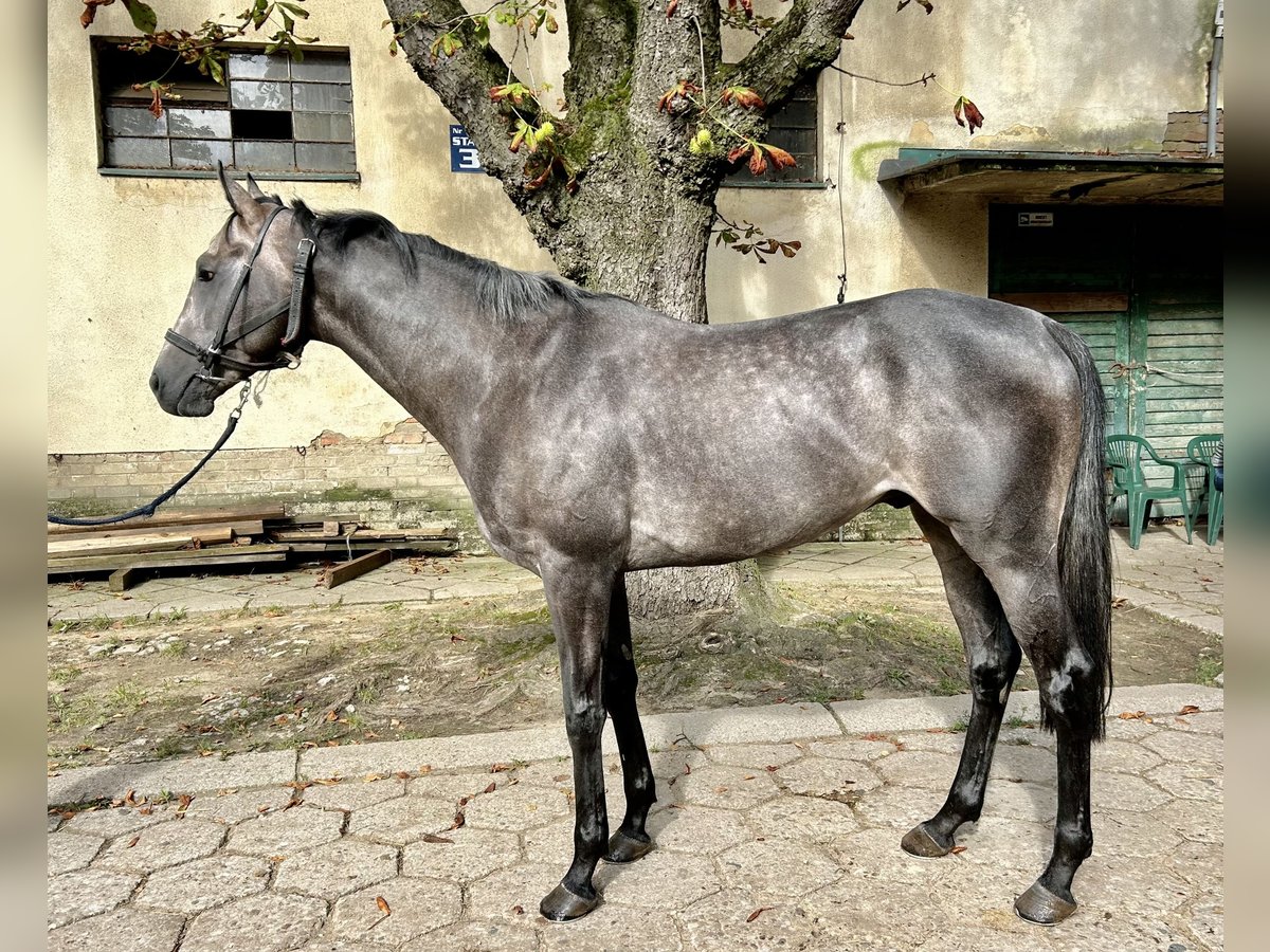 Engels volbloed Hengst 3 Jaar 165 cm Schimmel in ZakrętWarszawa