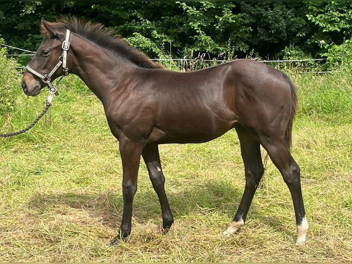 Engels volbloed Hengst veulen (03/2024) 132 cm Donkerbruin in Bad Münder am Deister