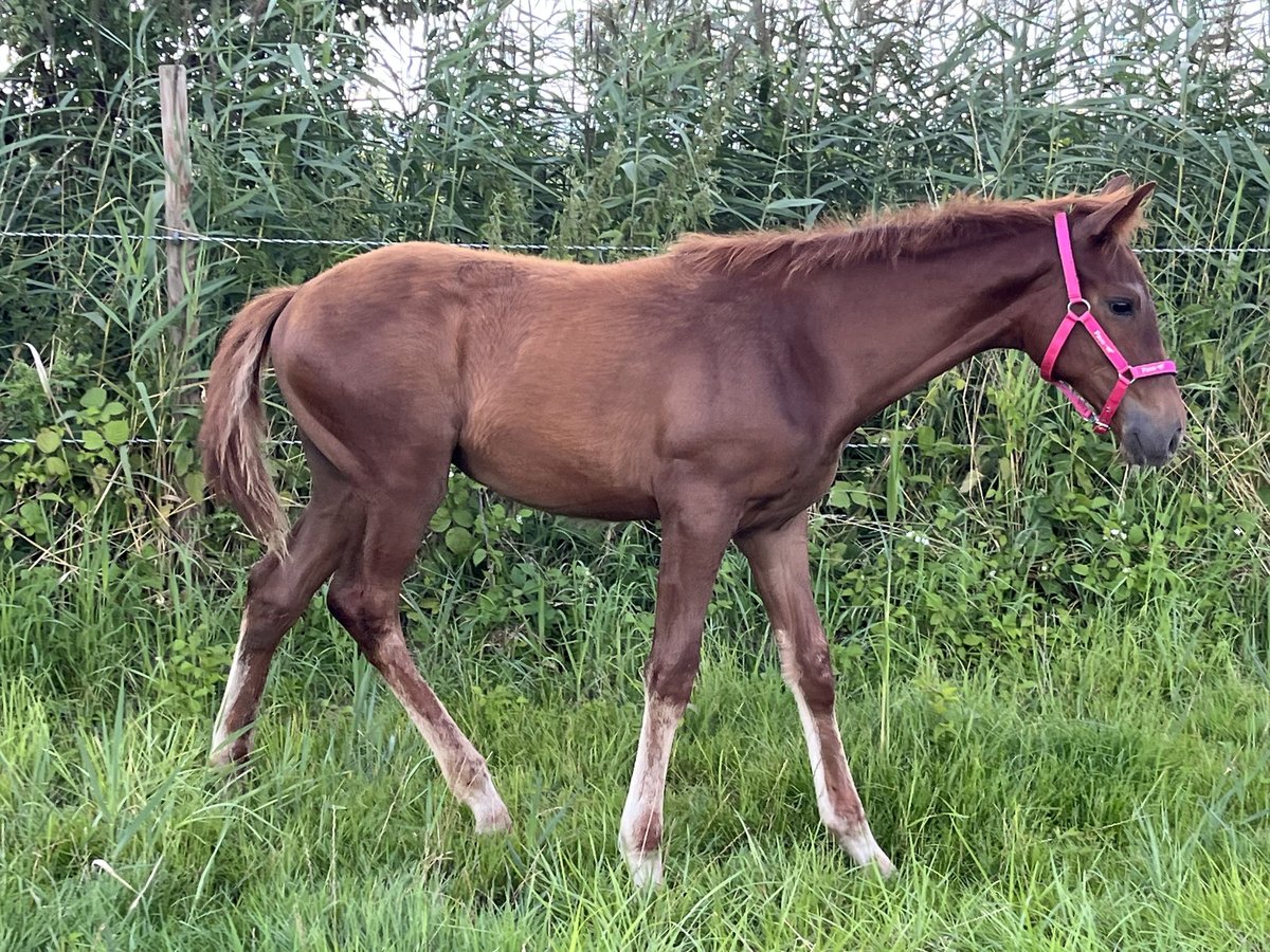 Engels volbloed Hengst veulen (03/2024) 165 cm Donkere-vos in Böbingen