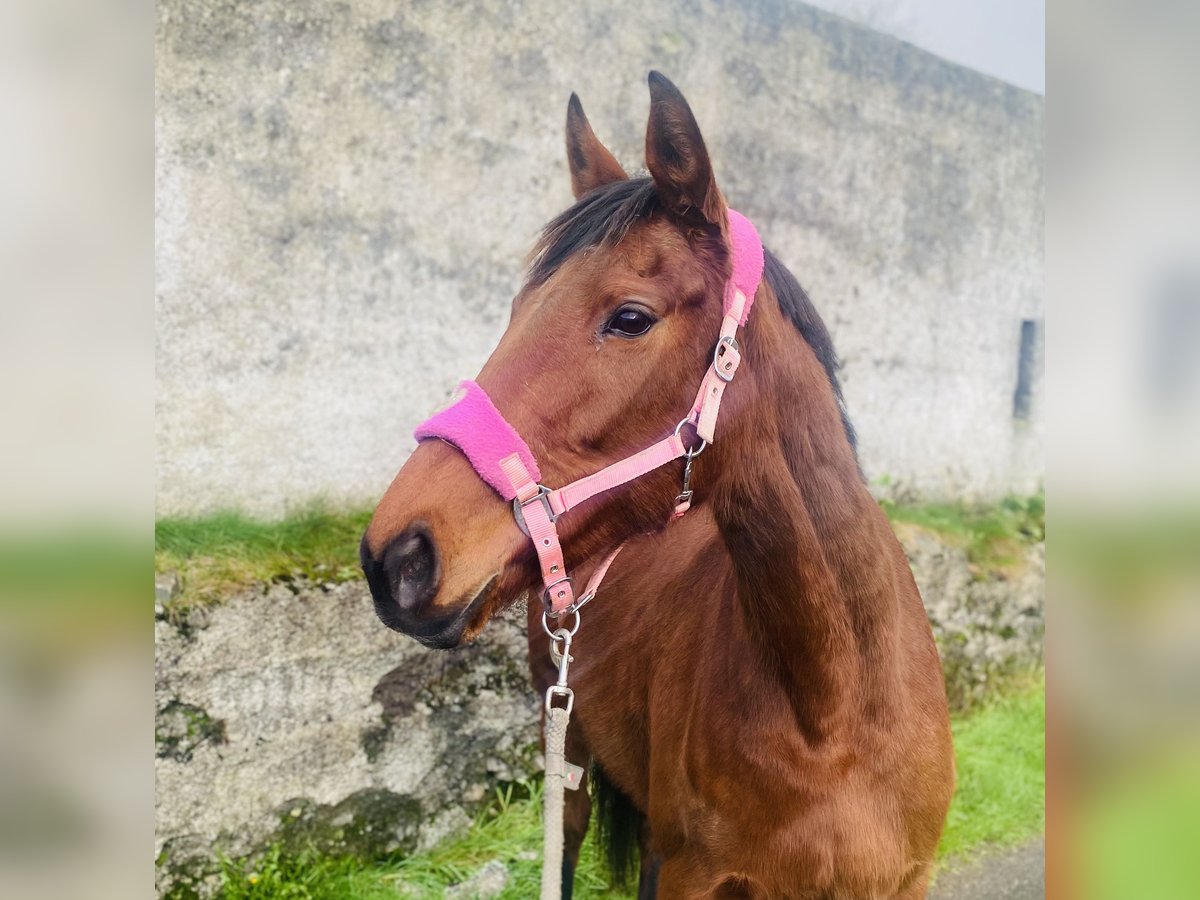 Engels volbloed Merrie 10 Jaar 160 cm Bruin in Sligo