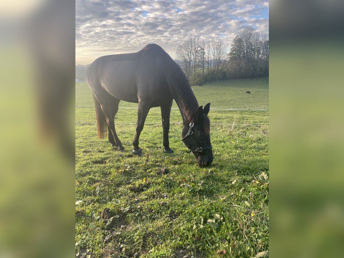 Engels volbloed Merrie 10 Jaar 160 cm Zwartbruin in Salzburg