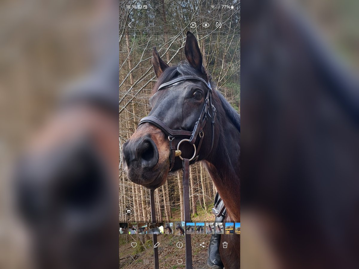 Engels volbloed Merrie 10 Jaar 162 cm Donkerbruin in Welzheim