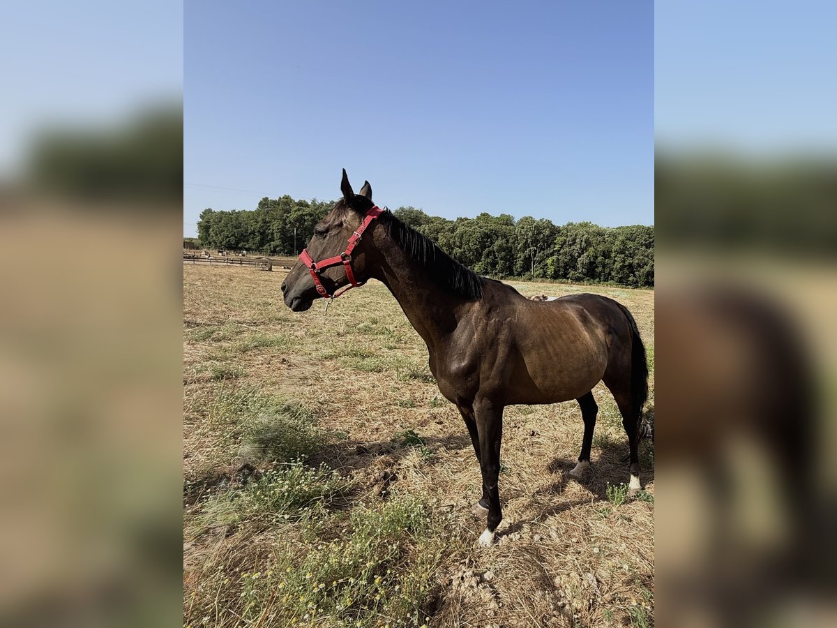 Engels volbloed Merrie 10 Jaar 164 cm Donkerbruin in Banyoles