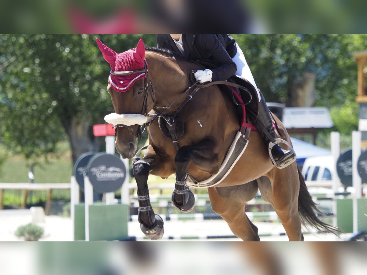 Engels volbloed Merrie 10 Jaar 164 cm Donkerbruin in Banyoles