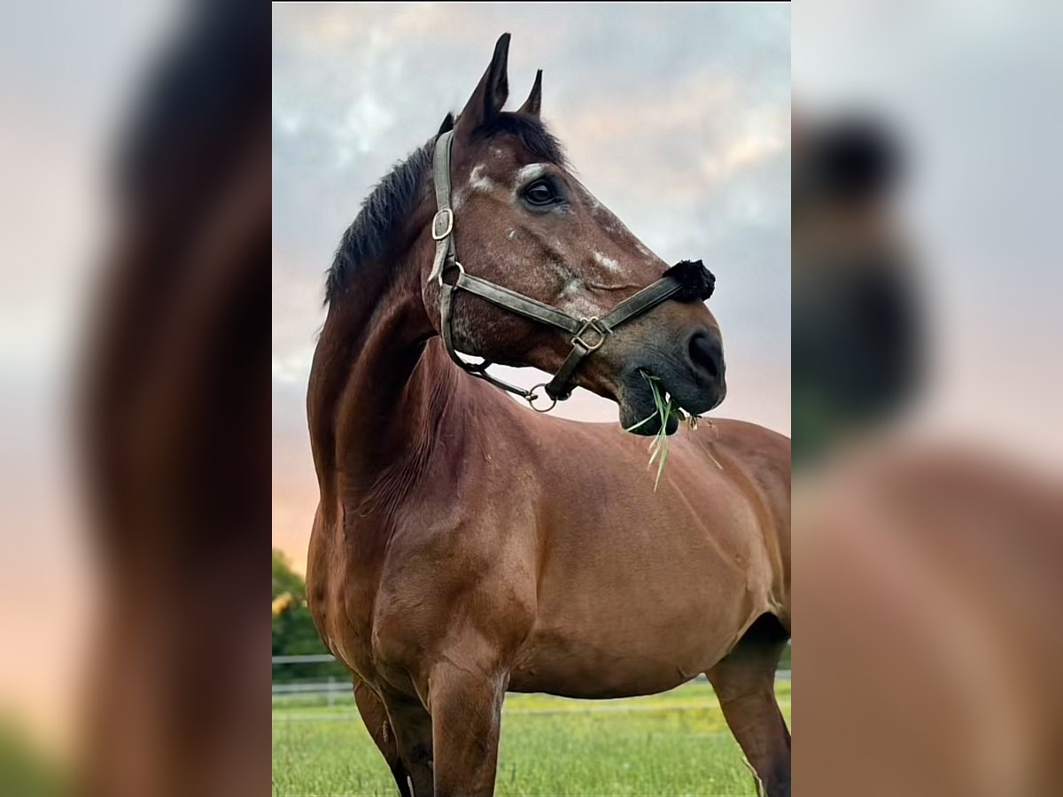 Engels volbloed Merrie 10 Jaar 166 cm Bruin in Salt Lick