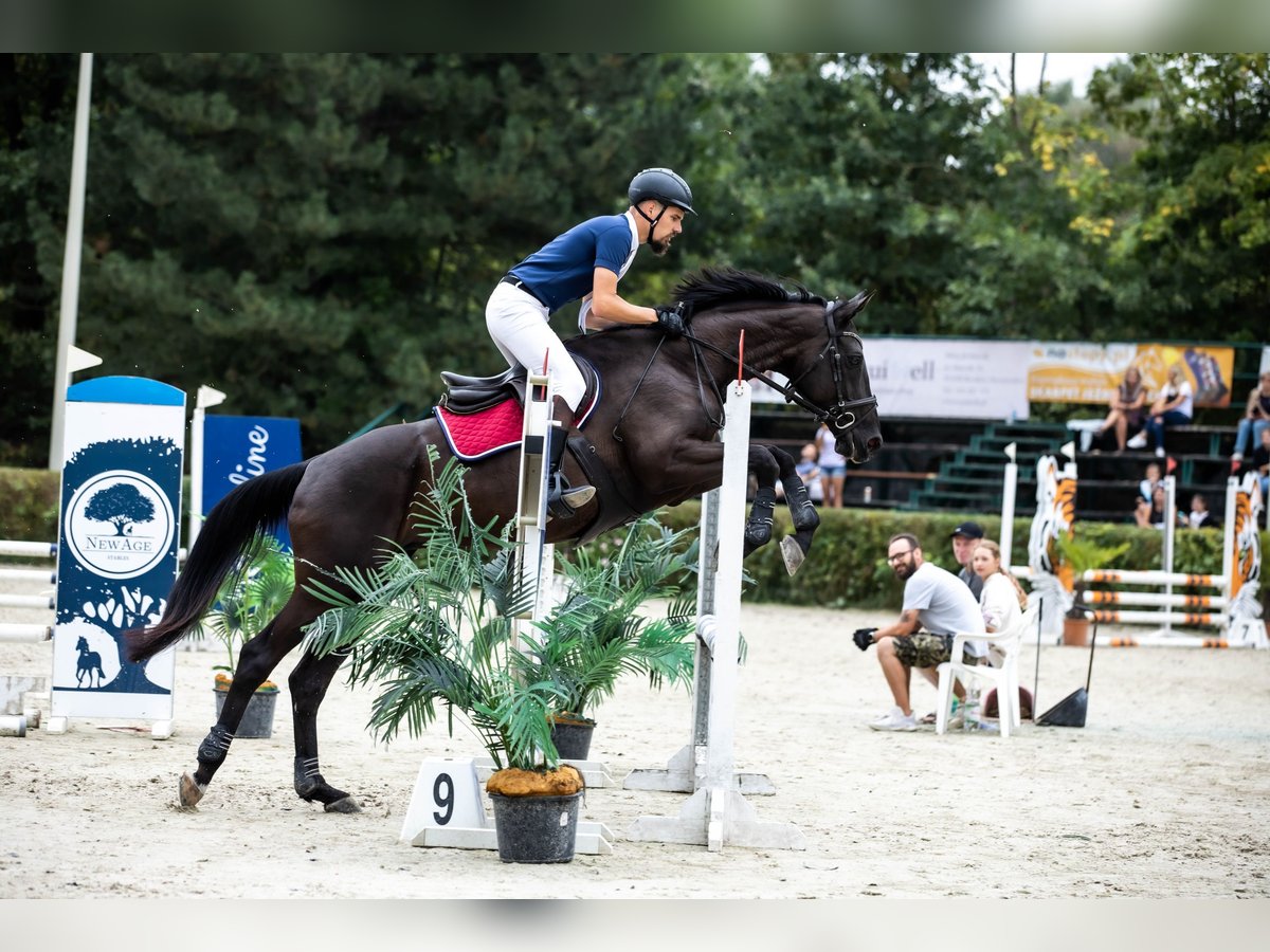 Engels volbloed Merrie 10 Jaar 166 cm Donkerbruin in MichałoWice