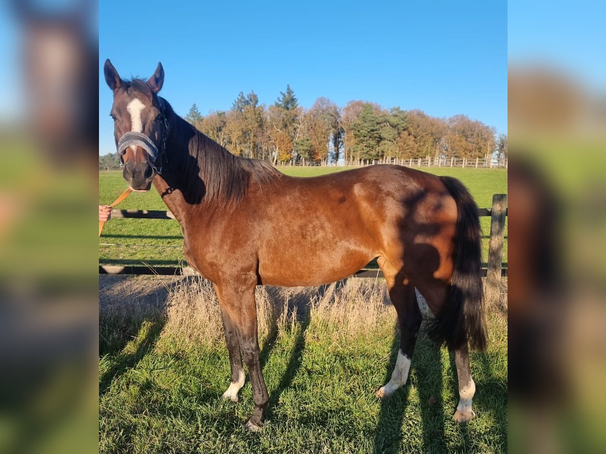 Engels volbloed Merrie 10 Jaar Bruin in Lorch