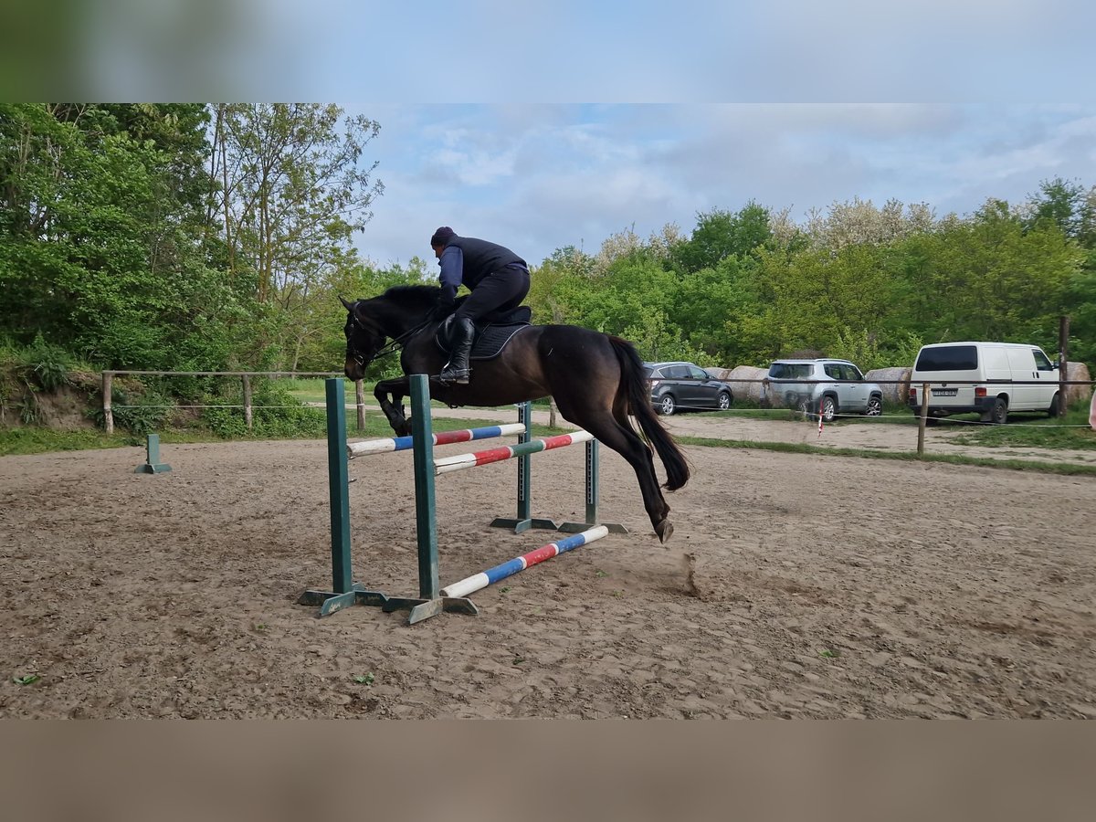 Engels volbloed Merrie 11 Jaar 163 cm Roodbruin in Nagyvenyim