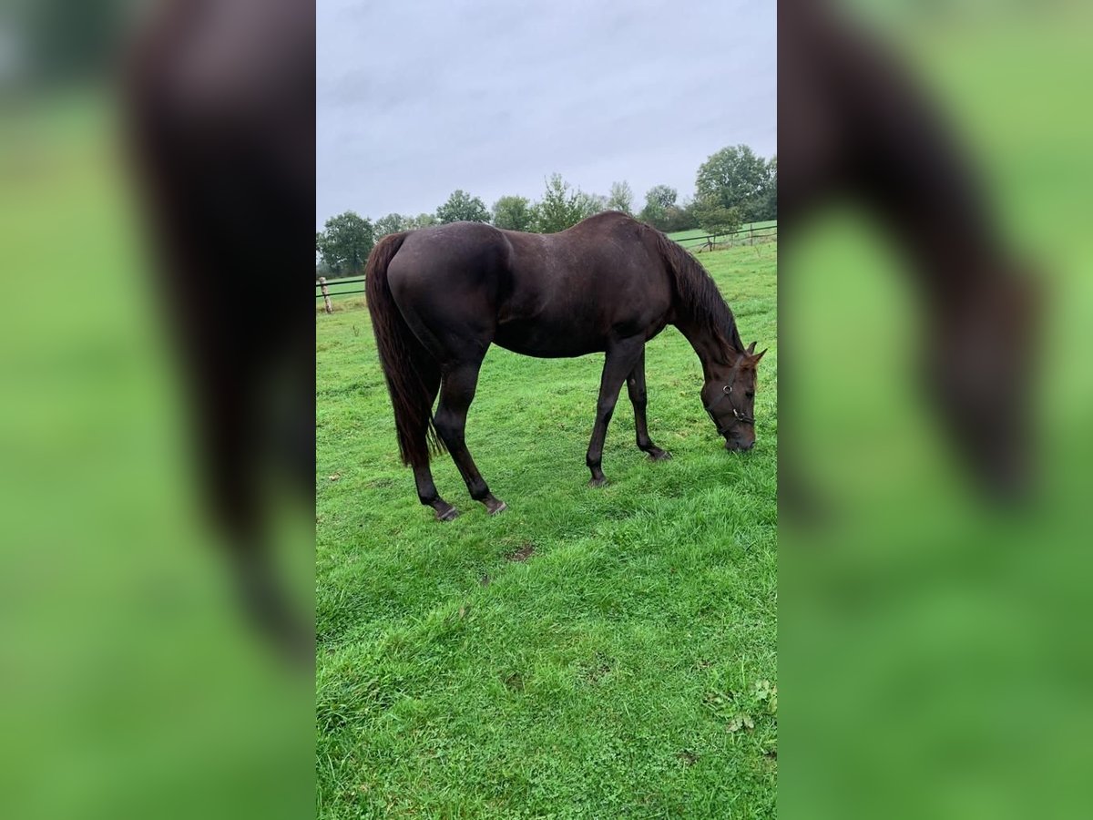 Engels volbloed Merrie 12 Jaar 168 cm Donkere-vos in Hamburg Lemsahl-Mellingstedt