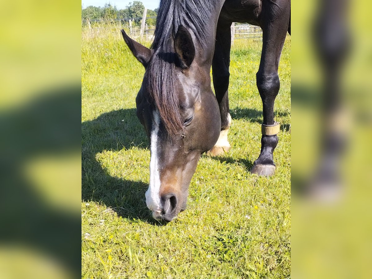 Engels volbloed Merrie 13 Jaar 155 cm Zwartbruin in Tonnay-Charente