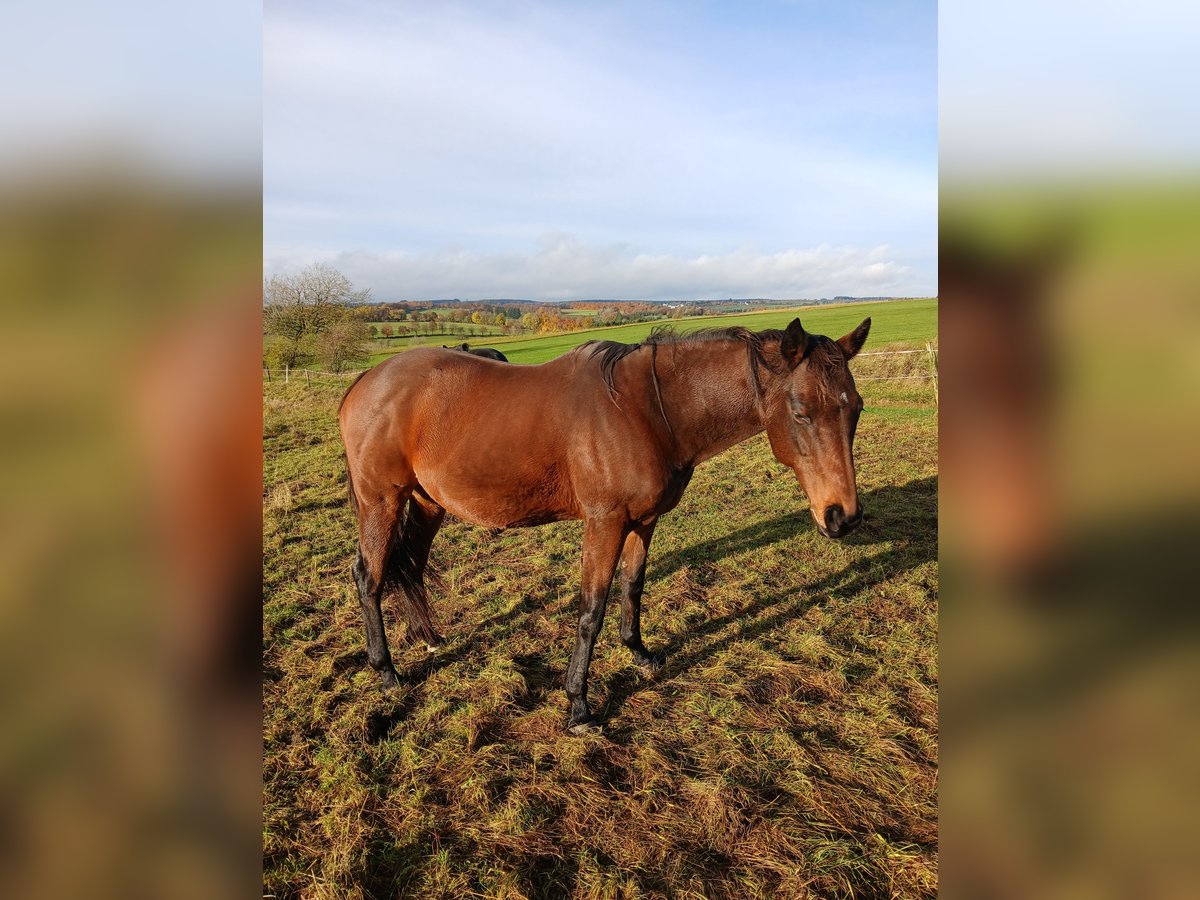 Engels volbloed Merrie 13 Jaar 160 cm Bruin in Hellenthal