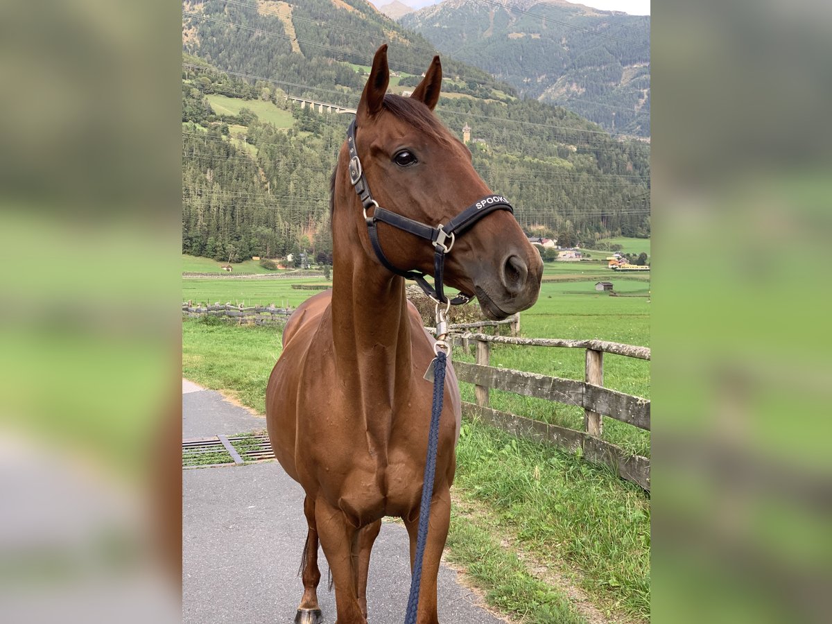 Engels volbloed Merrie 16 Jaar 160 cm Vos in Obervellach